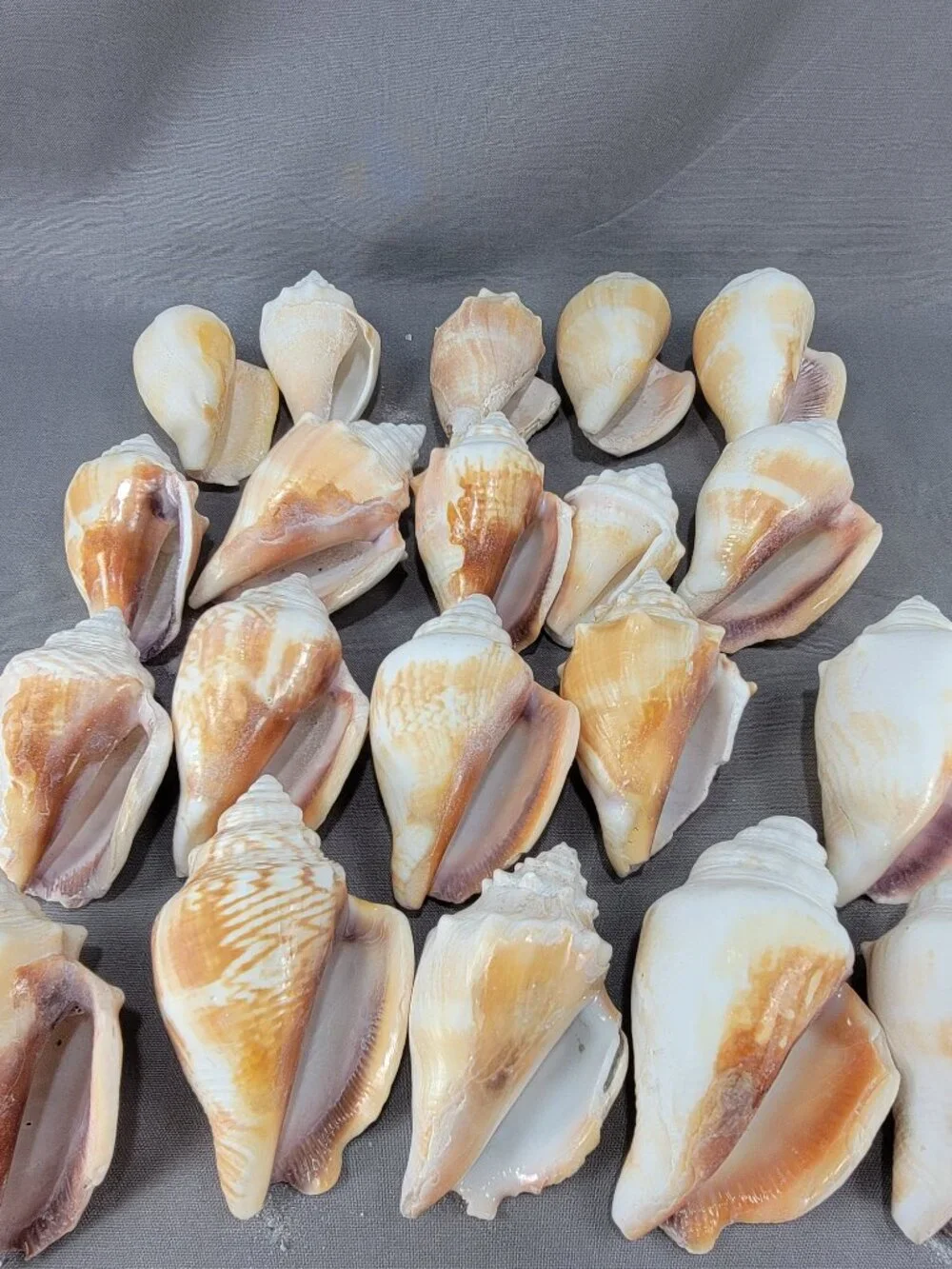 Conch Shell Seashell Lot of 20 Nautical Beach Ocean Decor Crafts